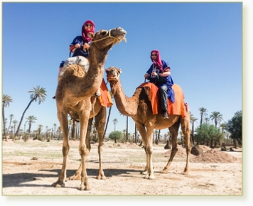 Camel ride in Marrakech palmeries