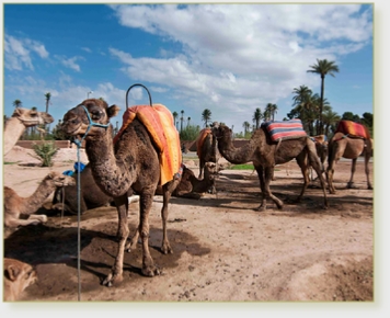 Camel ride in Marrakech palmeries