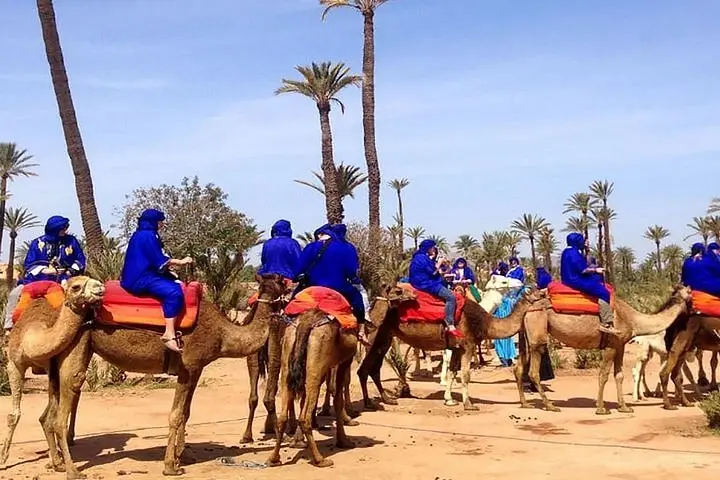 Camel ride through Marrakech palmeries at golden hour