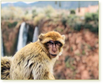 Ouzoud waterfalls day trip from Marrakech