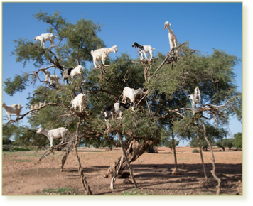 2 days tour from Marrakech to Essaouira