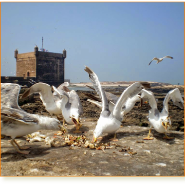 2 days tour from Marrakech to Essaouira